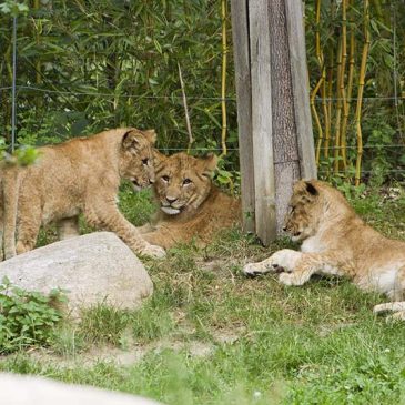 Zoo Leipzig: Namen für Löwen gesucht!